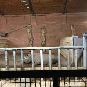 Inside new rhino house