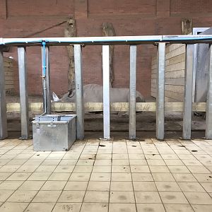 Inside new rhino house