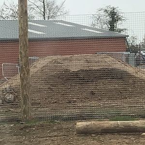 New tiger exhibit progressing well