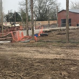New tiger exhibit progressing well