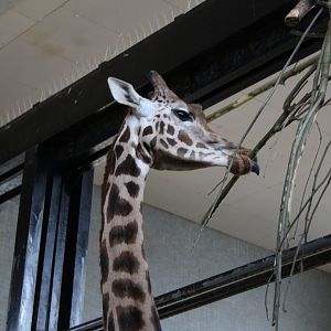 Rothschild's Giraffe