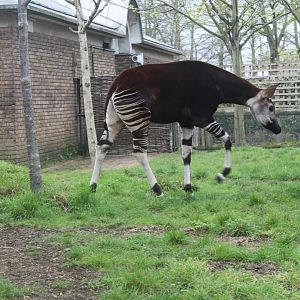 Okapi