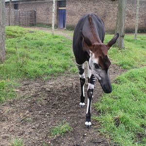 Okapi