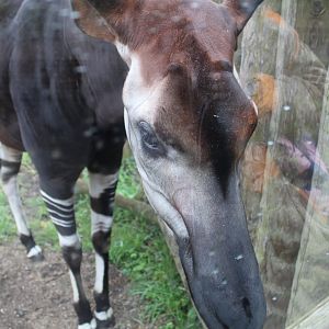 Okapi