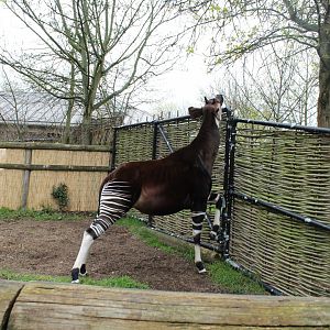 Okapi