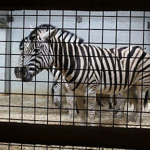 Burchell's Zebra