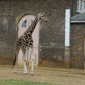 Rothschild's Giraffe