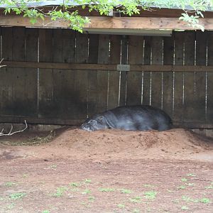 Pygmy Hippo resting in mound