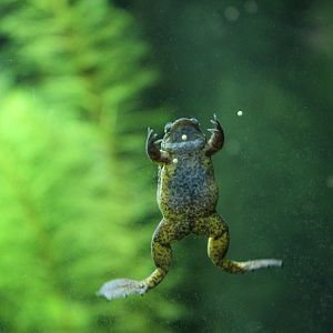 Lake Oku Clawed Frog