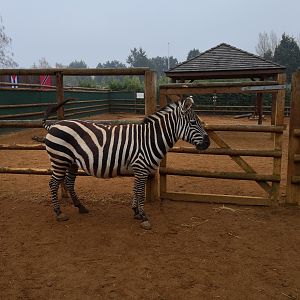 Pregnant looking Zebra VWP