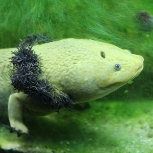 Lake Patzcuaro Salamander