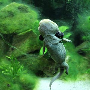 Lake Patzcuaro Salamander