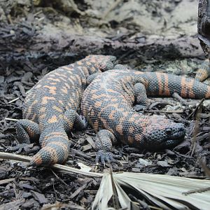 Gila Monsters