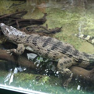 Philippine Crocodile