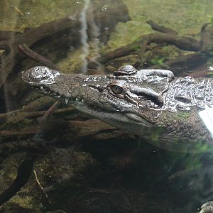 Philippine Crocodile