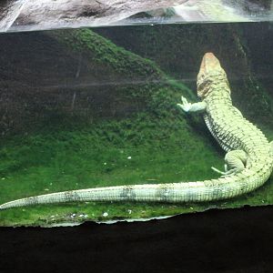 Caiman Lizard
