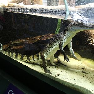 Young(ish) Philippine Crocodile