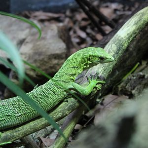Green Tree Monitor