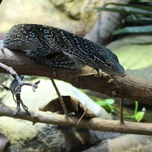 Blue Tree Monitor