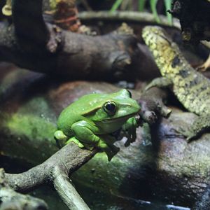 Fea's-Treefrog & Chinese Crocodile Lizards