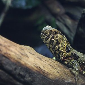 Chinese Crocodile Lizard