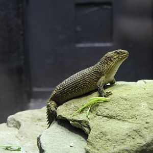 Gidgee Spiny-Tailed Skink