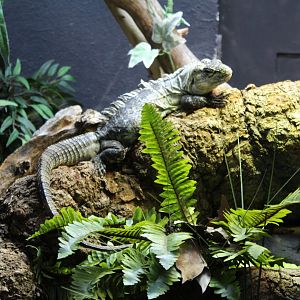 Utila Spiny-Tailed Iguana