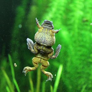 Lake Oku Clawed Frogs