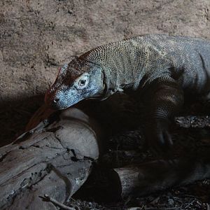 Komodo Dragon