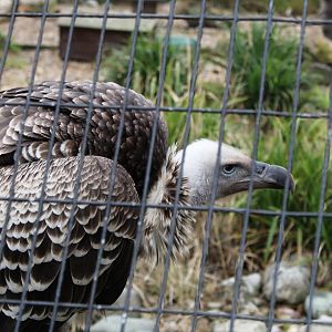 Rüppell's Griffon Vulture