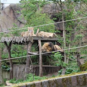 Asiatic Lions