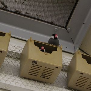 Java Sparrows nesting