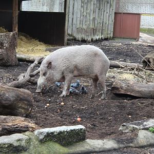 Bornean Bearded Pig (and some pigeons...)