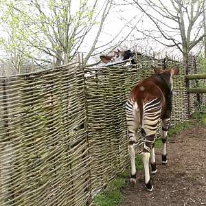 Okapis