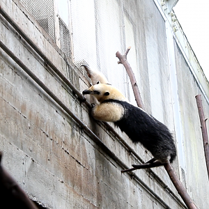 Tamandua climbing