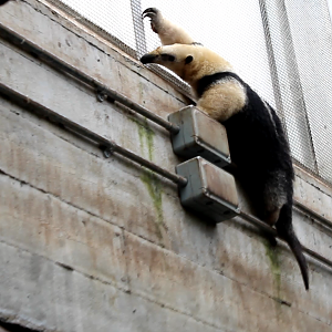 Tamandua climbing