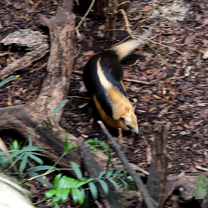 Tamandua