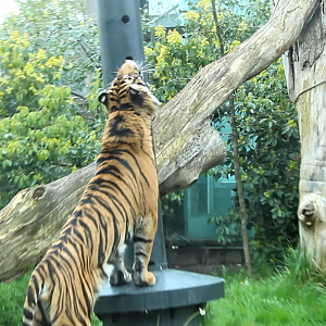 Sumatran Tiger feeding
