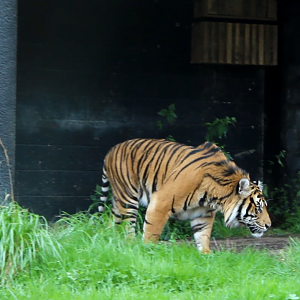 Sumatran Tiger