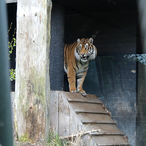 Sumatran Tiger