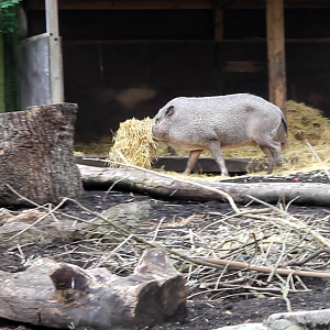 Bornean Bearded Pig carrying bedding