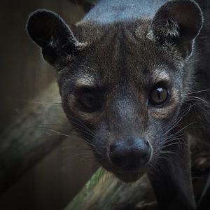 Fossa VWP