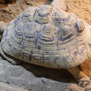 Leopard tortoise