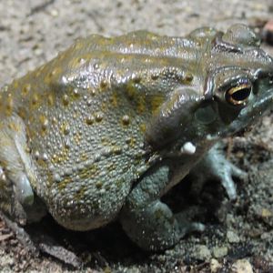 Colorado river toad