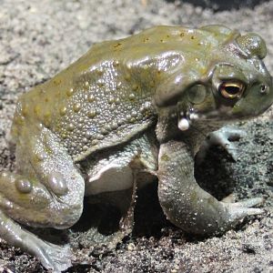 Colorado river toad