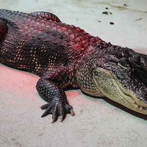 Mississippi alligator