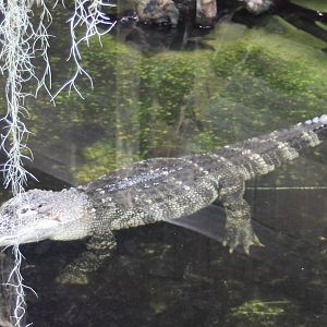 Mississippi alligator
