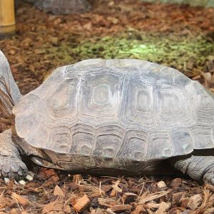 Asian forest tortoise