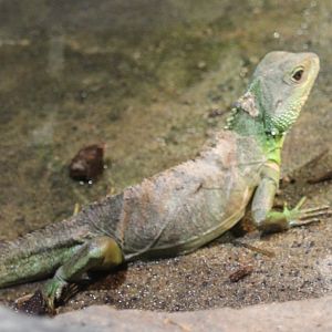 Green water dragon