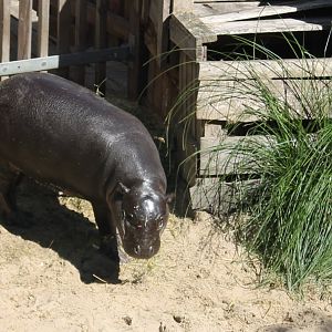 Pygmy hippo